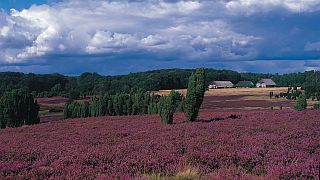 Mehr Informationen zur LNEBURGER HEIDE - Foto  TMN